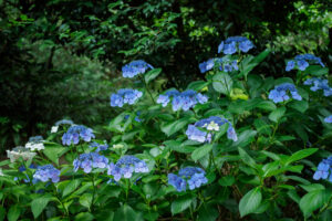 石橋文化センターの紫陽花の写真