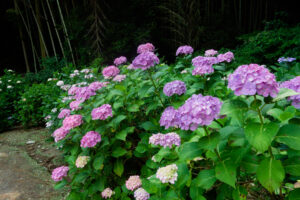 千光寺の紫陽花の写真