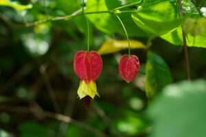 石橋文化センターの季節の花の写真