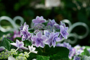 石橋文化センターの紫陽花の写真