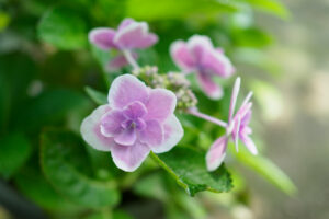 石橋文化センターの紫陽花の写真