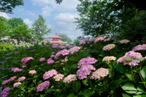 千光寺の紫陽花の写真
