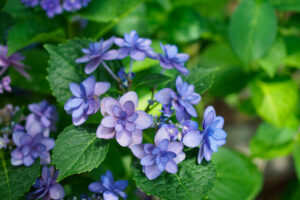 石橋文化センターの紫陽花の写真