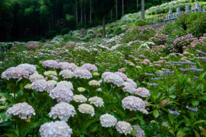 千光寺の紫陽花の写真