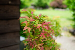 石橋文化センターの季節の花の写真