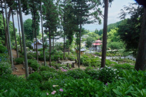 千光寺の紫陽花の写真