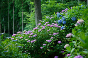 千光寺の紫陽花の写真