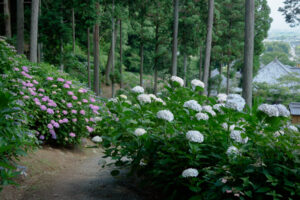 千光寺の紫陽花の写真