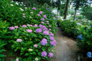 千光寺の紫陽花の写真