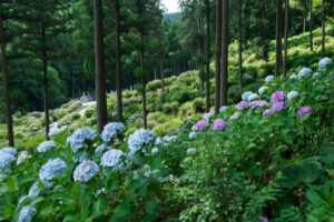 千光寺の紫陽花の写真