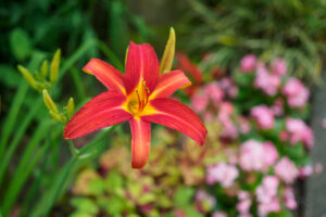 石橋文化センターの季節の花の写真