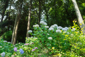 千光寺の紫陽花の写真