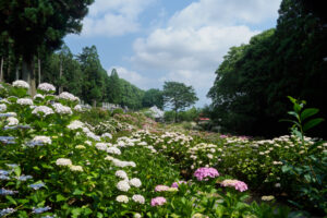 千光寺の紫陽花の写真