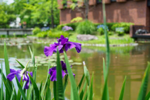 石橋文化センターの花菖蒲の写真