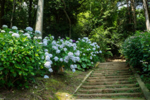 千光寺の紫陽花の写真