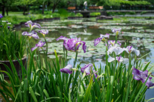 石橋文化センターの花菖蒲の写真