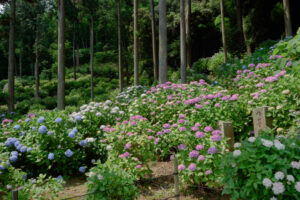 千光寺の紫陽花の写真