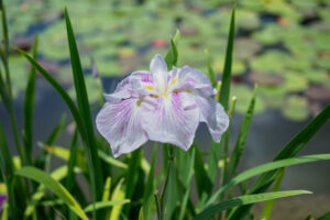 石橋文化センターの花菖蒲の写真