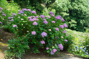 千光寺の紫陽花の写真
