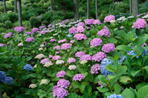 千光寺の紫陽花の写真