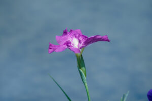 石橋文化センターの花菖蒲の写真