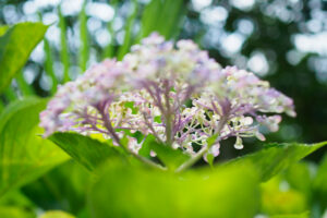 千光寺の紫陽花の写真