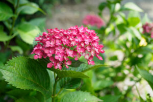 千光寺の紫陽花の写真