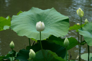 石橋文化センターの季節の花の写真