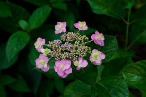 千光寺の紫陽花の写真
