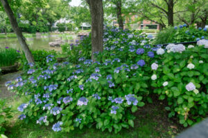 石橋文化センターの紫陽花の写真