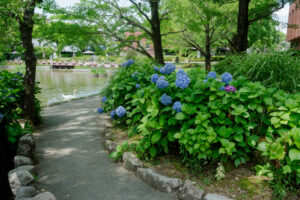 石橋文化センターの紫陽花の写真