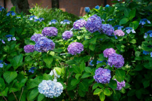 石橋文化センターの紫陽花の写真
