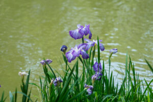 石橋文化センターの花菖蒲の写真