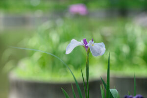 石橋文化センターの花菖蒲の写真