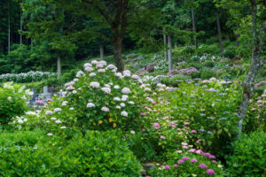 千光寺の紫陽花の写真