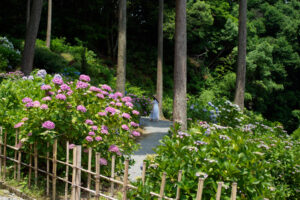 千光寺の紫陽花の写真