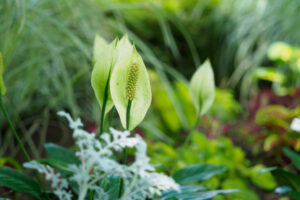 石橋文化センターの季節の花の写真