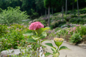 千光寺の紫陽花の写真