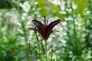 石橋文化センターの季節の花の写真