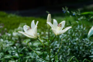 石橋文化センターの季節の花の写真