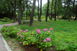 海の中道海浜公園の紫陽花の写真