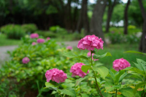 海の中道海浜公園の紫陽花の写真