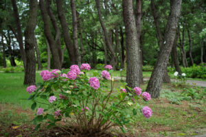 海の中道海浜公園の紫陽花の写真