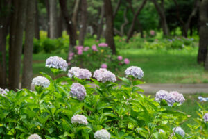 海の中道海浜公園の紫陽花の写真