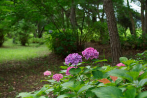 海の中道海浜公園の紫陽花の写真