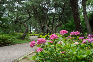 海の中道海浜公園の紫陽花の写真