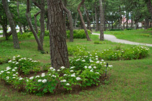 海の中道海浜公園の紫陽花の写真