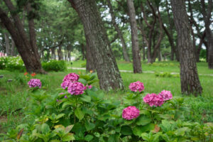 海の中道海浜公園の紫陽花の写真