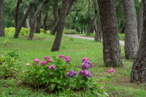 海の中道海浜公園の紫陽花の写真