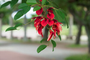 海の中道海浜公園の季節の花の写真